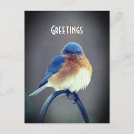 Postal Black Bluebird