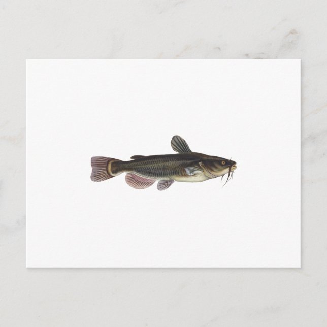 Postal Black Bullhead Catfish Art (Anverso)