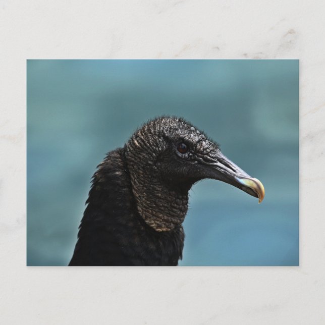 Postal Black Buzzard (Anverso)