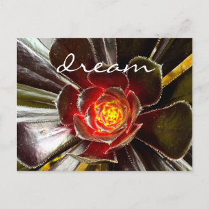Postal Black Cactus Succulum Photo Dream Script Bold