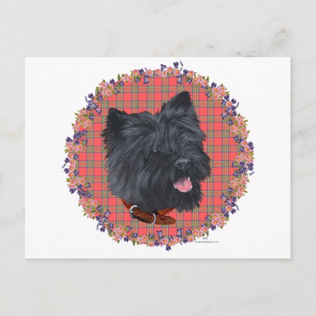 Postal Black Cairn Head Study (Anverso)