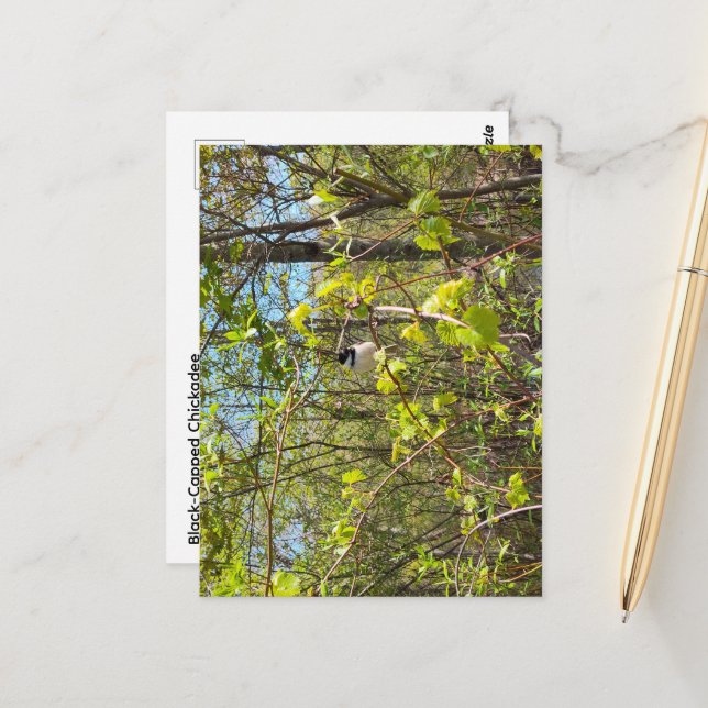 Postal Black-Capped Chickadee Postcard (Anverso/Reverso In Situ)