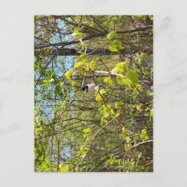 Postal Black-Capped Chickadee Postcard