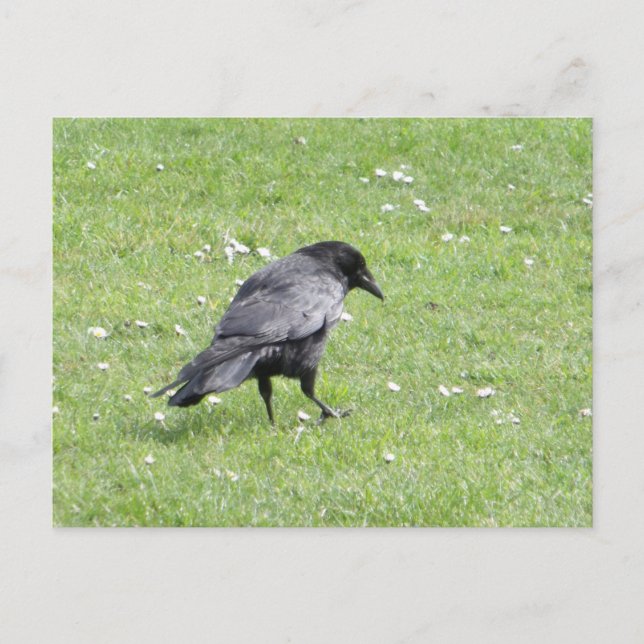 Postal Black Carrion Crow (Anverso)