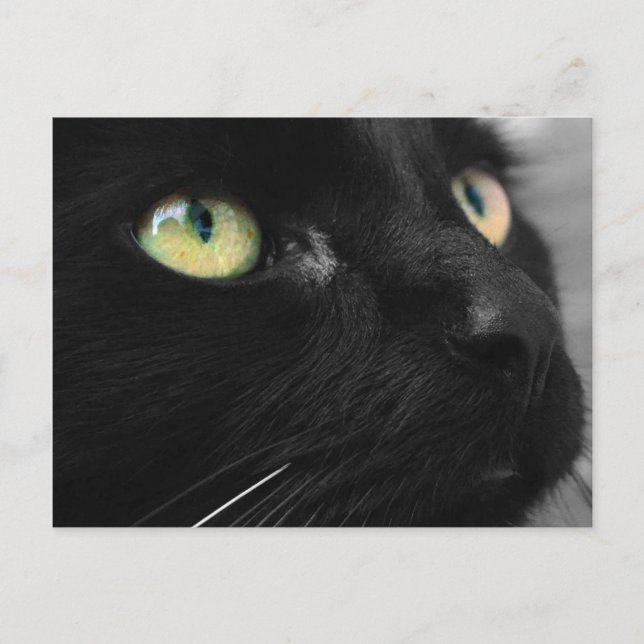 Postal Black Cat Green Eye (Anverso)