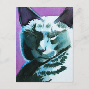 Postal Black Cat Marina Regal