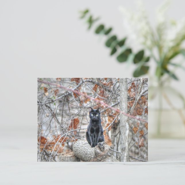 Postal Black Cat Sitting Outdoors (Anverso de pie)