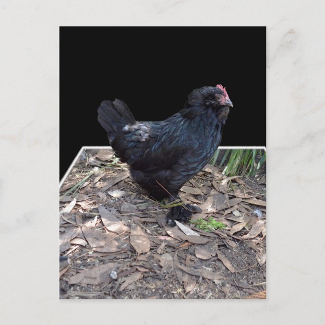 Postal Black Chickens Tres Dmensional Pop Out,_Postcard (Anverso)