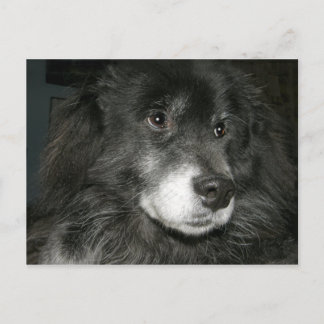 Postal Black Chow Chow Mix Photo