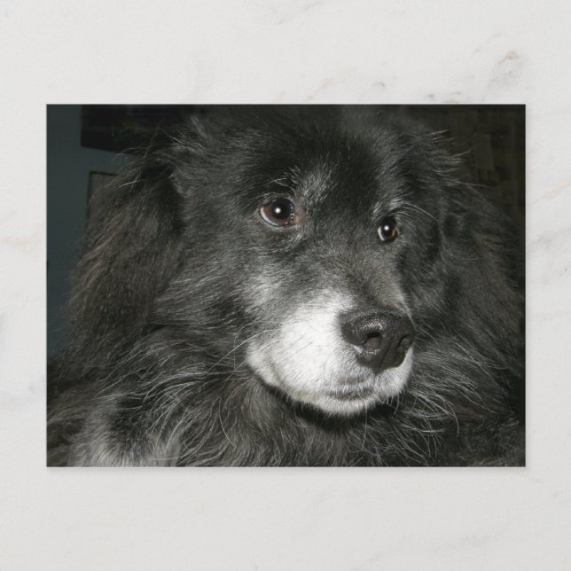 Postal Black Chow Chow Mix Photo (Anverso)