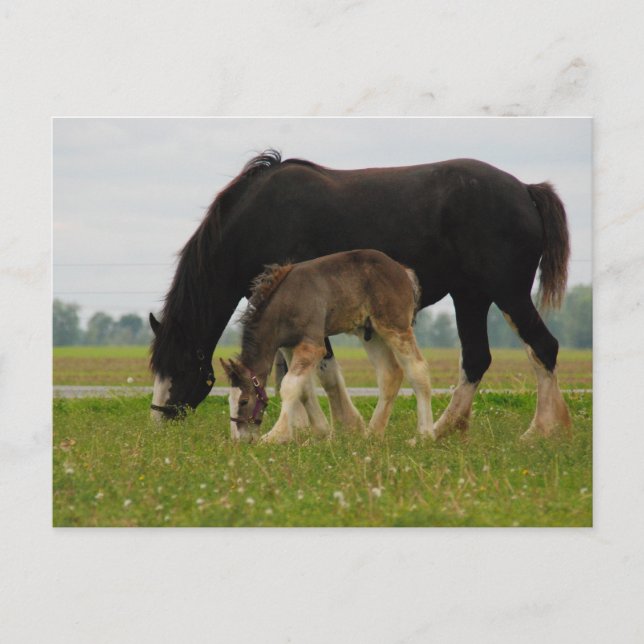 Postal Black Clydesdale and Filly (Anverso)