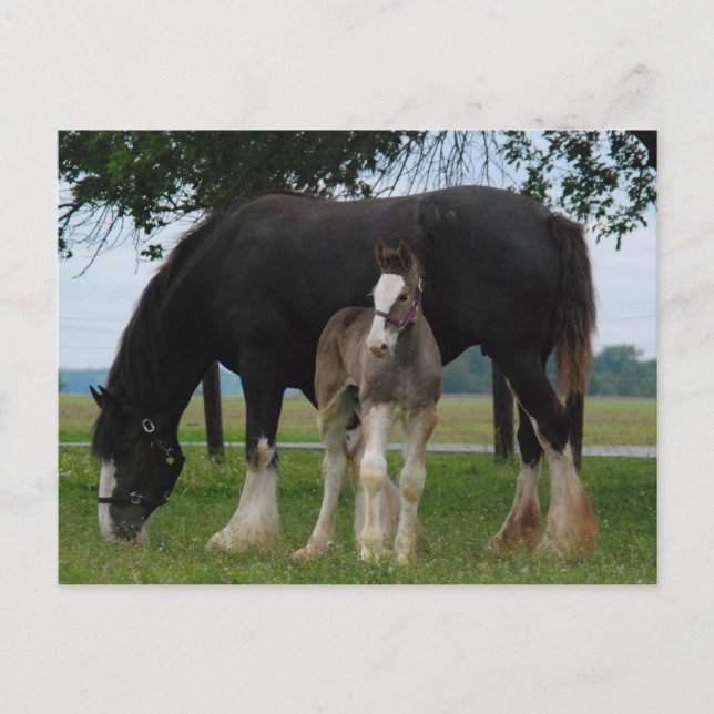 Postal Black Clydesdale and Filly (Anverso)