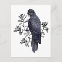 Black Cockatoo