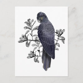 Postal Black Cockatoo