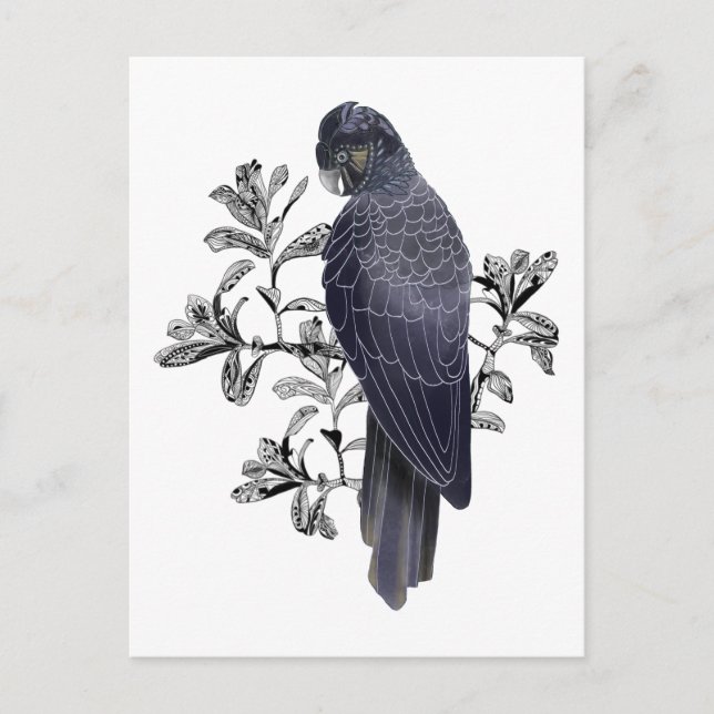 Postal Black Cockatoo (Anverso)