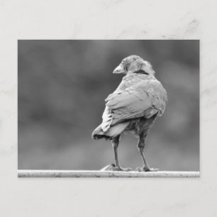 Postal Black Crow