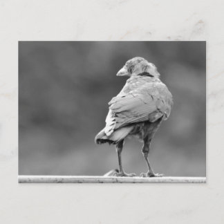 Postal Black Crow