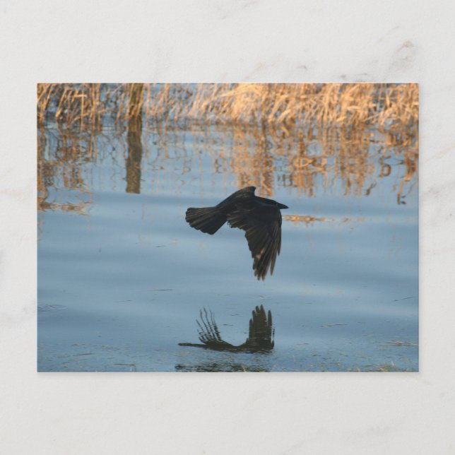 Postal Black Crow (Anverso)