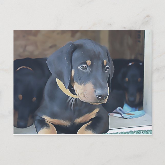 Postal Black Doberman Puppy (Anverso)
