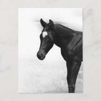 Postal Black Foal