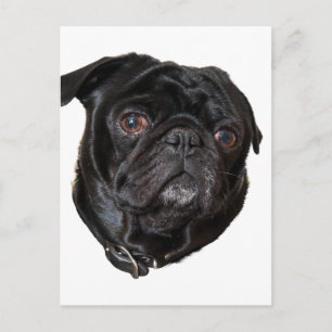 Postal Black Funny Pug