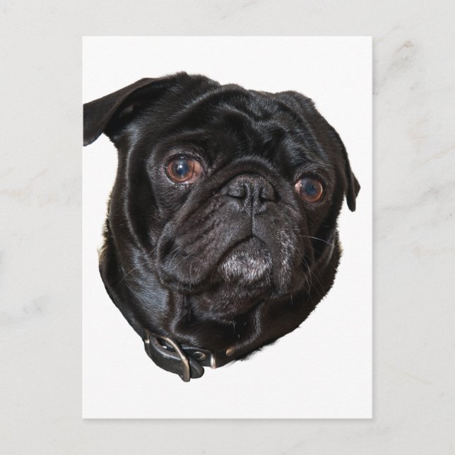 Postal Black Funny Pug (Anverso)
