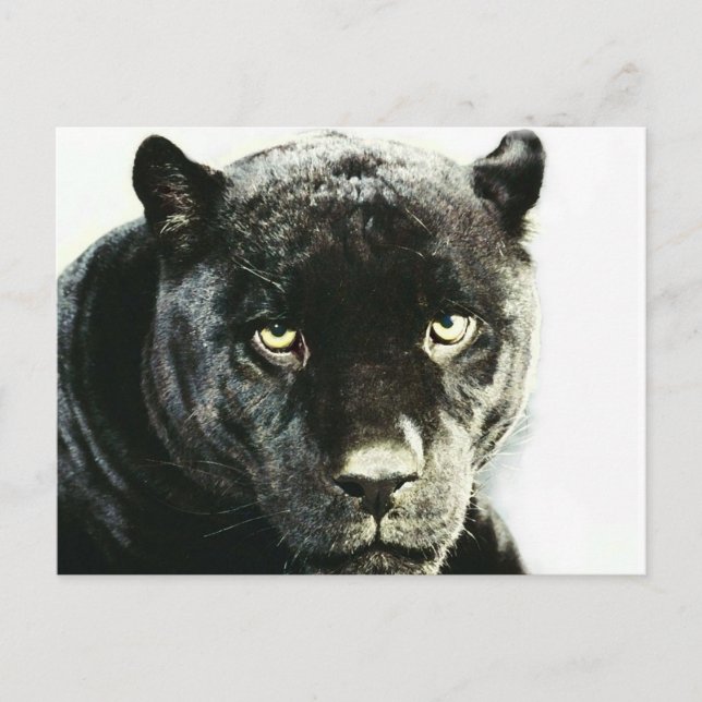 Postal Black Jaguar Panther (Anverso)