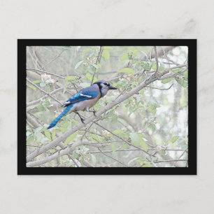 Postal Black Jay Songbird