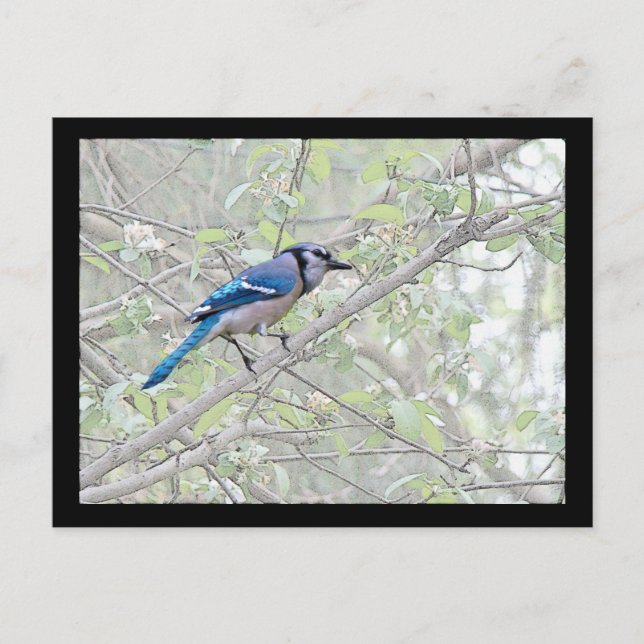 Postal Black Jay Songbird (Anverso)
