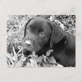 Postal Black lab puppy