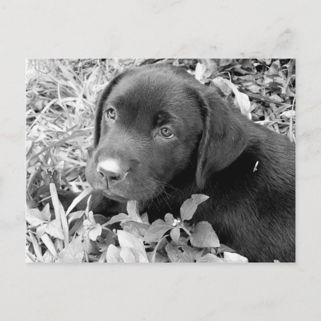 Postal Black lab puppy (Anverso)