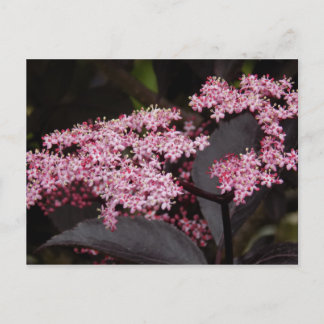 Postal Black Lace Elderberry