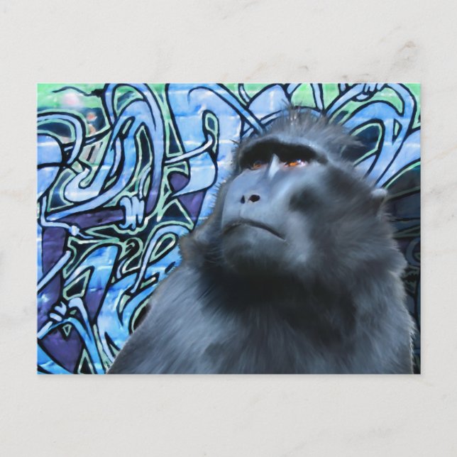 Postal Black Macaque Post Card (Anverso)