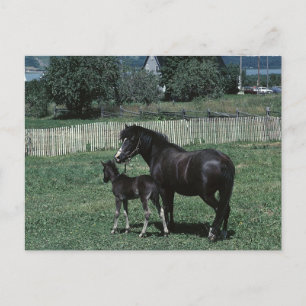 Postal Black Mare and Foal