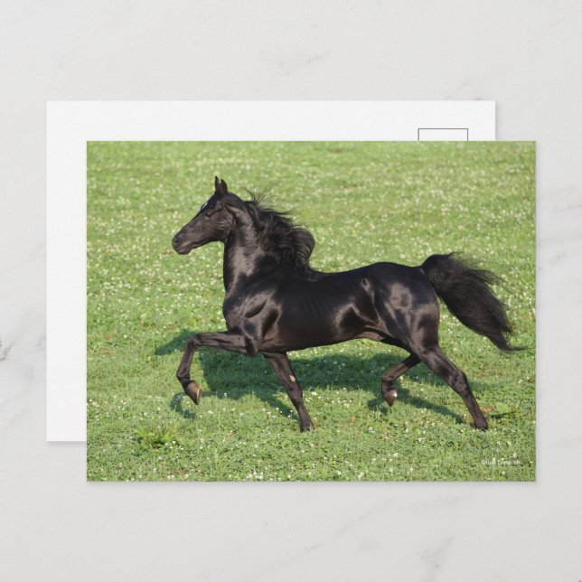 Postal Black Morgan Stallion Mane y la cola fluyendo (Anverso / Reverso)