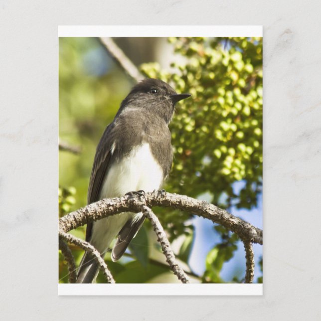 Postal Black Phoebe (Anverso)