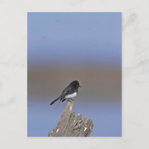 Postal Black Phoebe