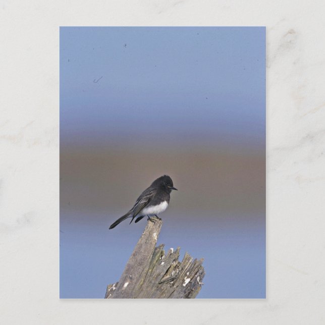 Postal Black Phoebe (Anverso)