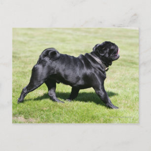 Postal Black Pug Panting Mientras Camina