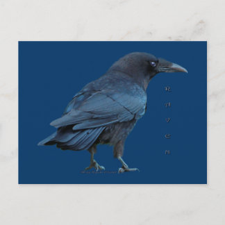 Postal Black Raven III Postcard Series