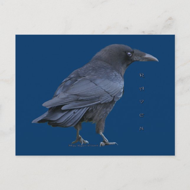 Postal Black Raven III Postcard Series (Anverso)