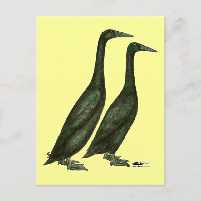 Postal Black Runner Ducks (Anverso)