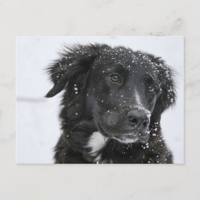 Postal Black Shepherd Dog in the Snow (Anverso)