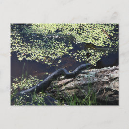 Postal Black Snake #6543
