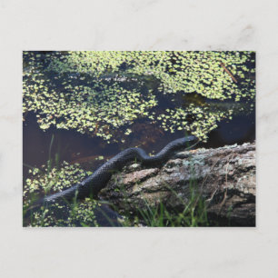 Postal Black Snake #6543