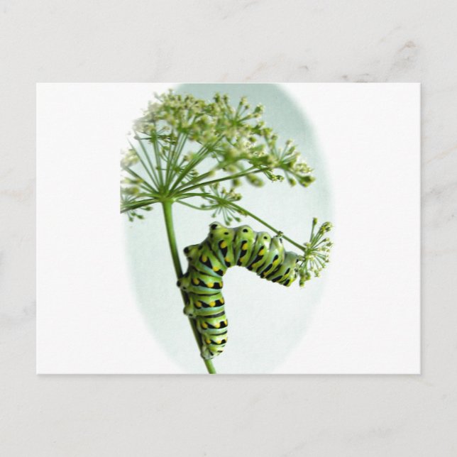Postal Black Swallowtail Caterpillar parsante (Anverso)