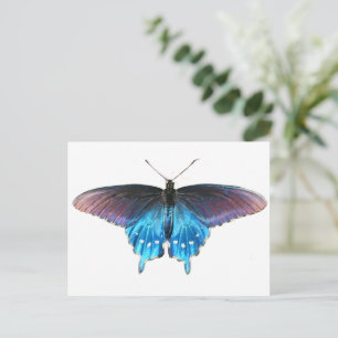 Postal Black Swallowtail en el New River