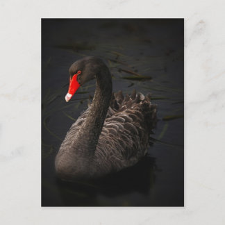 Postal Black-swan-1229