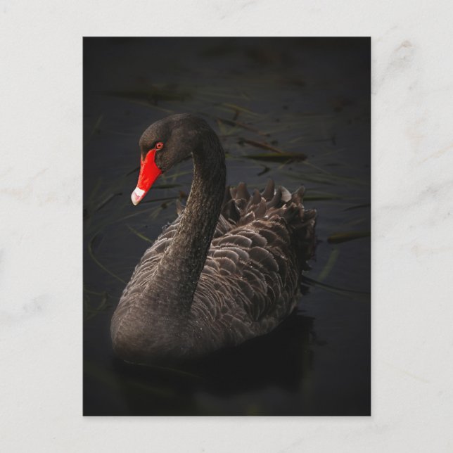 Postal Black-swan-1229 (Anverso)