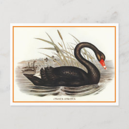 Postal Black Swan Vintage